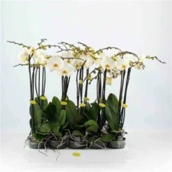 Phalaenopsis Hybride Blanche (orchidée Papillon) Taille Pot De 2 Litres - 60/80 Cm -VIDA Plantes Magasin 64039425b0aca3.41458917