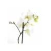 Phalaenopsis Hybride Blanche (orchidée Papillon) Taille Pot De 2 Litres - 60/80 Cm -VIDA Plantes Magasin 64039425b3e774.85714987