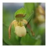 Cypripedium "victoria" (orchidées Terrestres) Taille Pot De 1 Litre - 0/60 Cm -VIDA Plantes Magasin 6403942804e074.75461803