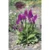 Dactylorhiza Purpurella Taille Pot De 1 Litre - 0/60 Cm -VIDA Plantes Magasin 6403942b847452.91646755