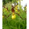 Cypripedium Parviflorum (orchidées Terrestres) Taille Pot De 1 Litre - 0/40 Cm -VIDA Plantes Magasin 6403942cca30d6.89897054