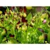 Cypripedium Calceolus (orchidées Terrestres) Taille Pot De 1 Litre - 0/80 Cm -VIDA Plantes Magasin 6403942e055160.44290406