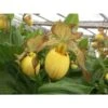 Cypripedium "inge" (orchidées Terrestres) Taille Pot De 1 Litre - 0/60 Cm -VIDA Plantes Magasin 6403943074c409.25120196