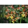 Calanthe Takane Jaune - Taille Pot De 1 Litre - 0/60 Cm -VIDA Plantes Magasin 64039431a305e8.36075581