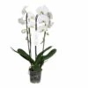 Phalaenopsis Hybride Tsarine Blanche (orchidée Papillon) Taille Pot De 2 Litres - 60/80 Cm -VIDA Plantes Magasin 64039432d30f26.02674241