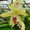 Bletilla Striata "yellow" Jaune - Taille Pot De 1 Litre ? 30/40 Cm -VIDA Plantes Magasin 640394342480a8.79469379