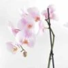 Phalaenopsis Hybride Rose Clair (orchidée Papillon) Taille Pot De 2 Litres - 60/80 Cm -VIDA Plantes Magasin 64039435534344.80677775