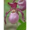 Cypripedium "philipp" (orchidées Terrestres) Taille Pot De 1 Litre - 0/60 Cm -VIDA Plantes Magasin 64039436a39646.23926122