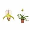 Paphiopedilum Hybride (sabot De Venus) Taille Pot De 0.5 Litre - 20/30 Cm 1 Paphiopedilum Hybride (sabot De Venus) Taille Pot De 0.5 Litre - 20/30 Cm -VIDA Plantes Magasin 64039437dc0f30.26841111