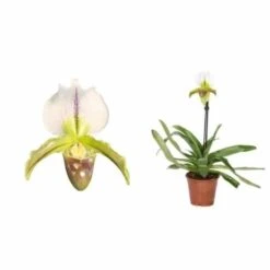 Paphiopedilum Hybride (sabot De Venus) Taille Pot De 0.5 Litre - 20/30 Cm