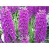 Dactylorhiza Foliorella Taille Pot De 1 Litre - 0/60 Cm 1 Dactylorhiza Foliorella Taille Pot De 1 Litre - 0/60 Cm -VIDA Plantes Magasin 64039439288bc5.13603316