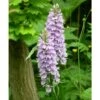 Dactylorhiza Fuchsii Taille Pot De 1 Litre - 0/80 Cm -VIDA Plantes Magasin 6403943a5d48b3.57629938