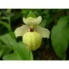 Cypripedium Flavum (orchidées Terrestres) Taille Pot De 1 Litre - 0/80 Cm -VIDA Plantes Magasin 6403943ba76e90.22529127