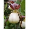 Cypripedium Kentuckiense (orchidées Terrestres) Taille Pot De 1 Litre - 0/80 Cm -VIDA Plantes Magasin 6403943ce4fdf6.68974864
