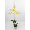 Oncidium Hybride Taille Pot De 1 Litre - 30/50 Cm -VIDA Plantes Magasin 6403943e198ea1.04176204