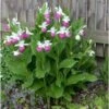 Cypripedium Reginae (orchidées Terrestres) Taille Pot De 1 Litre - 0/80 Cm -VIDA Plantes Magasin 6403943f420937.15831716