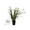 Cymbidium Hybride Blanche Taille Pot De 1 Litre ? 60/80cm -VIDA Plantes Magasin 64039440719a47.07305609