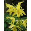 Calanthe Sieboldiana Jaune - Taille Pot De 1 Litre - 0/60 Cm -VIDA Plantes Magasin 64039441d0ec17.56339441