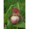 Cypripedium "sabine" (orchidées Terrestres) Taille Pot De 1 Litre - 0/60 Cm 1 Cypripedium "sabine" (orchidées Terrestres) Taille Pot De 1 Litre - 0/60 Cm -VIDA Plantes Magasin 640394432c6b23.04290074