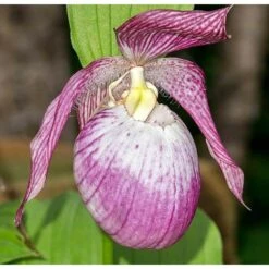 Cypripedium "sabine" (orchidées Terrestres) Taille Pot De 1 Litre - 0/60 Cm -VIDA Plantes Magasin 640394432f9b38.41064890