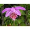 Pleione 'bulbocodiodes' Rose - Taille Pot De 1 Litre - 0/40 Cm -VIDA Plantes Magasin 64039444a9ec87.62515312