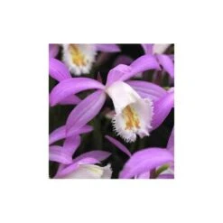 Pleione Formosana Taille Pot De 1 Litre - 0/40 Cm - Blanc Et Rose -VIDA Plantes Magasin 64039445ee4651.01857385