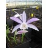 Pleione Formosana Taille Pot De 1 Litre - 0/40 Cm - Blanc Et Rose -VIDA Plantes Magasin 64039446065fa7.36265154