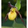 Cypripedium "emil" (orchidées Terrestres) Taille Pot De 1 Litre - 0/60 Cm -VIDA Plantes Magasin 640394478eb604.74353989