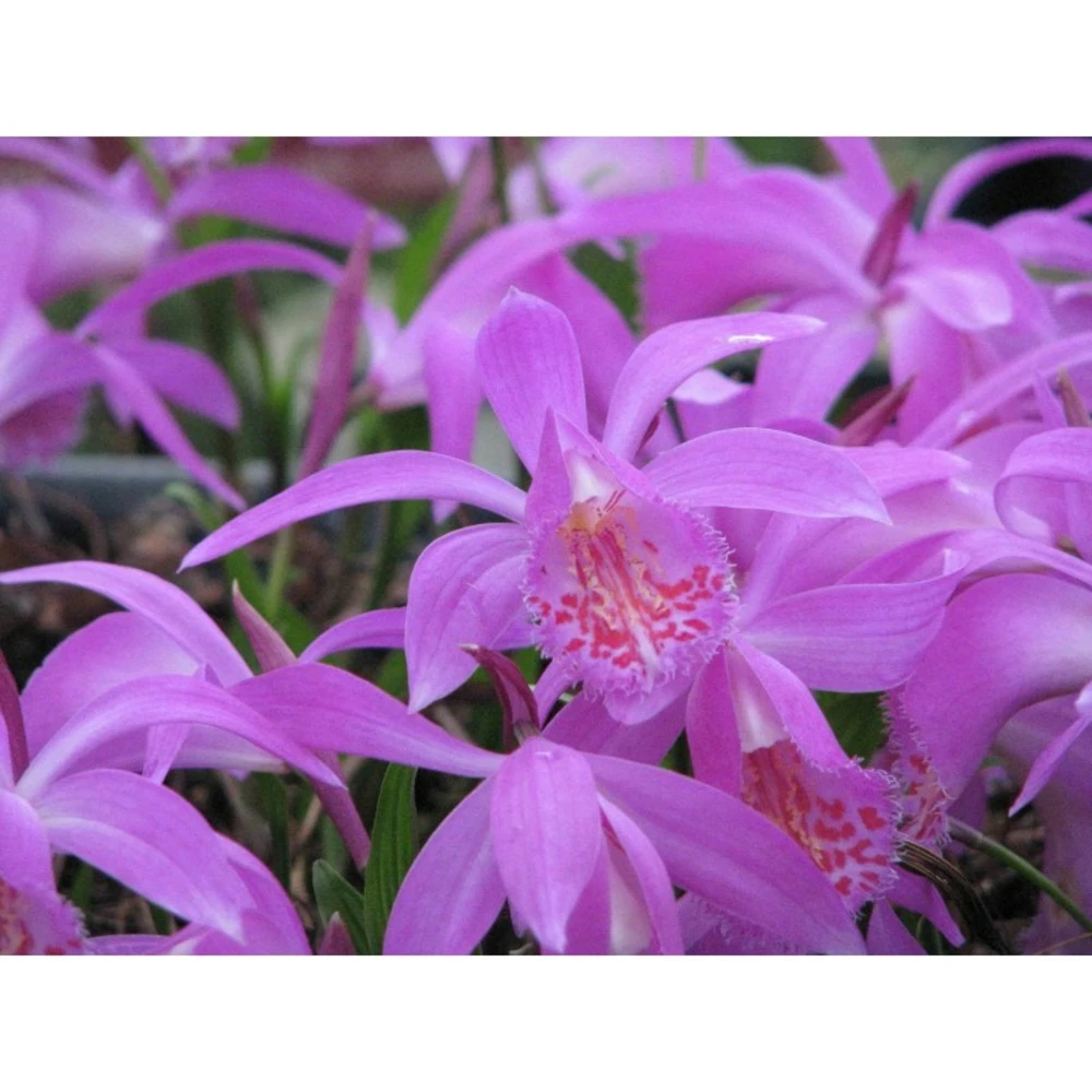 Pleione "tongariro" Taille Pot De 1 Litre - 0/40 Cm 3 Pleione "tongariro" Taille Pot De 1 Litre - 0/40 Cm