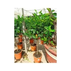 Citrus Sinensis (oranger) Blanc - Taille Pot De 4 Litres - 30/50 Cm -VIDA Plantes Magasin 640394663e45d1.54346571