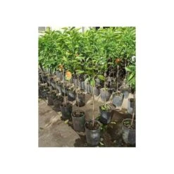 Citrus Sinensis (oranger) Blanc - Taille Pot De 4 Litres - 30/50 Cm -VIDA Plantes Magasin 64039466471553.27725496