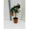 Citrus Sinensis (oranger) Blanc - Taille Pot De 4 Litres - 30/50 Cm -VIDA Plantes Magasin 640394664b5fd9.15680431