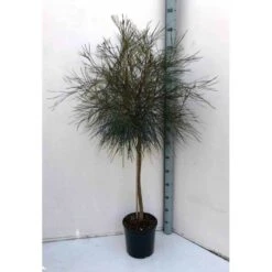 Grevillea Johnsonii (grevillea De Johnson Ou Fleur D'araignée De Johnson,) Pot De 4 Litres 50/60 Cm 8 Grevillea Johnsonii (grevillea De Johnson Ou Fleur D'araignée De Johnson,) Pot De 4 Litres 50/60 Cm -VIDA Plantes Magasin 6403954abb8df9.46854070