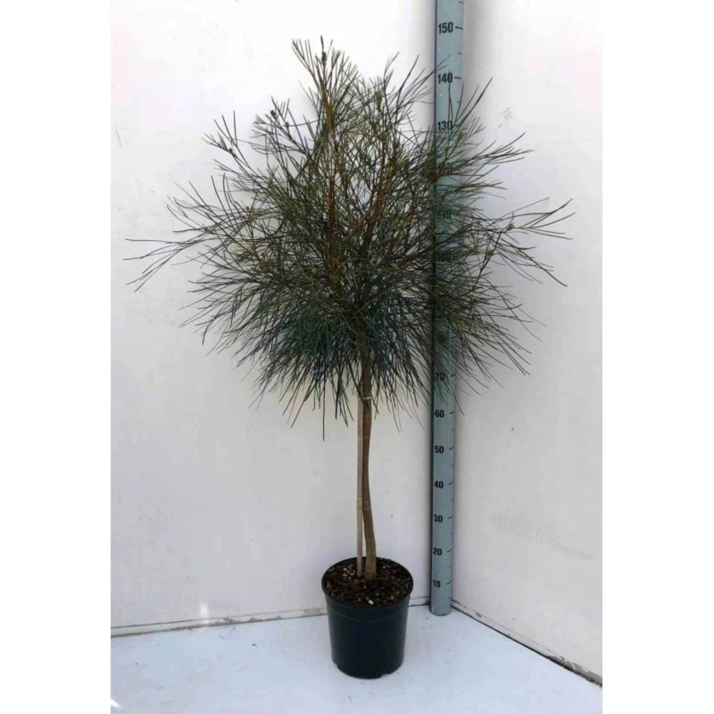 Grevillea Johnsonii (grevillea De Johnson Ou Fleur D'araignée De Johnson,) Pot De 4 Litres 50/60 Cm 5 Grevillea Johnsonii (grevillea De Johnson Ou Fleur D'araignée De Johnson,) Pot De 4 Litres 50/60 Cm – Image 3