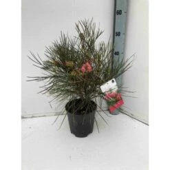 Grevillea Johnsonii (grevillea De Johnson Ou Fleur D'araignée De Johnson,) Pot De 4 Litres 50/60 Cm 7 Grevillea Johnsonii (grevillea De Johnson Ou Fleur D'araignée De Johnson,) Pot De 4 Litres 50/60 Cm -VIDA Plantes Magasin 6403954ac5df68.79075371