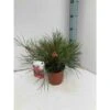 Grevillea Johnsonii (grevillea De Johnson Ou Fleur D'araignée De Johnson,) Pot De 4 Litres 50/60 Cm -VIDA Plantes Magasin 6403954aca3650.56603580
