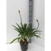 Agapanthus Praecox (agapanthe) Taille Pot De 3 Litres - 30/40cm - Violet -VIDA Plantes Magasin 6403955fc683c2.16453753