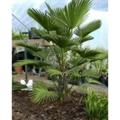 Trachycarpus Wagnerianus (palmier De Chusan, Palmier Moulin à Vent) Tronc De 30/40cm- Total 90/110cm -VIDA Plantes Magasin 640395614ab127.63213004