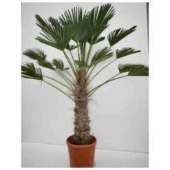 Trachycarpus Wagnerianus (palmier De Chusan, Palmier Moulin à Vent) Tronc De 70/80cm- Total 150/170cm -VIDA Plantes Magasin 64039564567c42.13724099