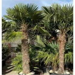 Trachycarpus Fortunei (palmier Chanvre, Palmier Moulin à Vent) Pot De 40l - Tronc 60/70cm - Total 150/170cm -VIDA Plantes Magasin 64039565d31a93.87671280
