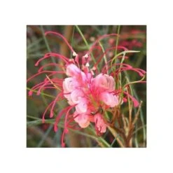 Grevillea Johnsonii (grevillea De Johnson Ou Fleur D'araignée De Johnson,) Taille Pot De 6 Litres - 100/120 Cm -VIDA Plantes Magasin 640395808f96e0.70594532