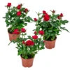 3x Pot Rose Rouge - Rosa - Plante D'intérieur & Terrasse - ⌀12cm– ↕20-30cm -VIDA Plantes Magasin 64062fbc6d16c2.66777191