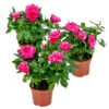 3x Pot Rose Rose - Rosa – Plante De Terrasse & D'intérieur – ⌀12cm – ↕20-30cm -VIDA Plantes Magasin 64062fbfbc9513.48659997