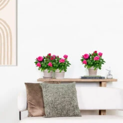 3x Pot Rose Rose - Rosa – Plante De Terrasse & D'intérieur – ⌀12cm – ↕20-30cm -VIDA Plantes Magasin 64062fbfc0d959.17995780