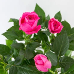 3x Pot Rose Rose - Rosa – Plante De Terrasse & D'intérieur – ⌀12cm – ↕20-30cm -VIDA Plantes Magasin 64062fbfd17801.69056399