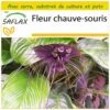 Kit De Culture - Fleur Chauve-souris - 10 Graines - Tacca Chantrieri 2 Kit De Culture - Fleur Chauve-souris - 10 Graines - Tacca Chantrieri -VIDA Plantes Magasin 64063aa2d1e7e6.10952167