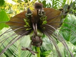 Kit De Culture - Fleur Chauve-souris - 10 Graines - Tacca Chantrieri -VIDA Plantes Magasin 64063aa2d6e330.86673549