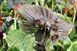 Kit De Culture - Fleur Chauve-souris - 10 Graines - Tacca Chantrieri -VIDA Plantes Magasin 64063aa2db9035.02599166