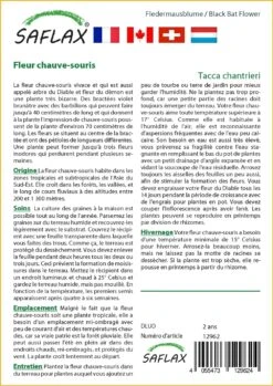 Kit De Culture - Fleur Chauve-souris - 10 Graines - Tacca Chantrieri -VIDA Plantes Magasin 64063aa2e09686.92559263