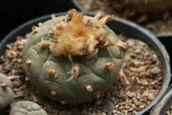 Kit De Culture - Peyotl - 20 Graines - Lophophora Williamsii -VIDA Plantes Magasin 64063bf0bf0996.39593410